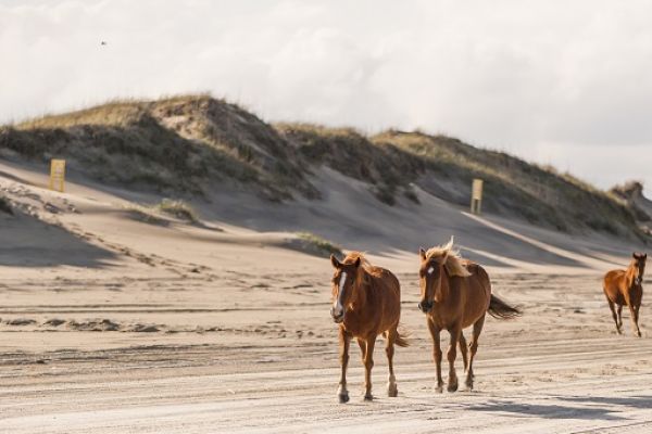 Several horses are walking along a sandy beach, with dunes and cloudy skies in the background.