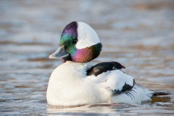 The image shows a colorful duck swimming in calm water, with iridescent feathers on its head and a predominantly white body, peacefully floating.