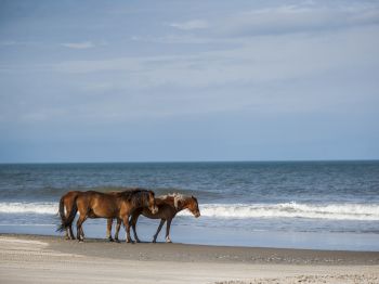 Three horses are standing close to each other on a sandy beach with the ocean and clear sky in the background.