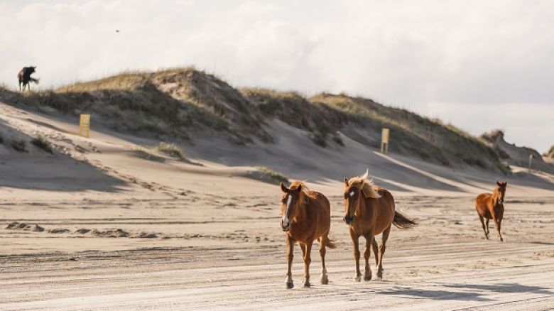 Four horses roam freely on a sandy beach with dunes in the background and a cloudy sky above the scene.