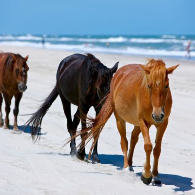Three horses are walking along a sandy beach with ocean waves in the background.