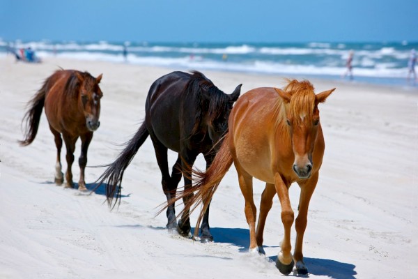 Three horses walk along a sandy beach with the ocean and several people in the background, under a clear blue sky.