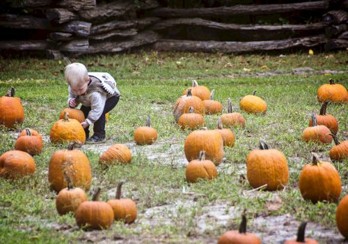 A child in a pumpkin patch, bending down to inspect one of the pumpkins scattered on the grassy ground, with a wooden fence in the background.