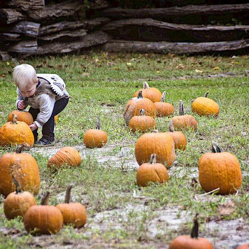 A child in a pumpkin patch, bending down to inspect one of the pumpkins scattered on the grassy ground, with a wooden fence in the background.