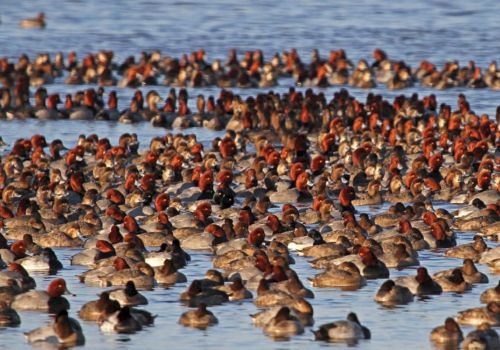 A large flock of ducks with reddish-brown heads and grayish bodies are gathered together on a water surface, creating a dense, colorful spectacle.