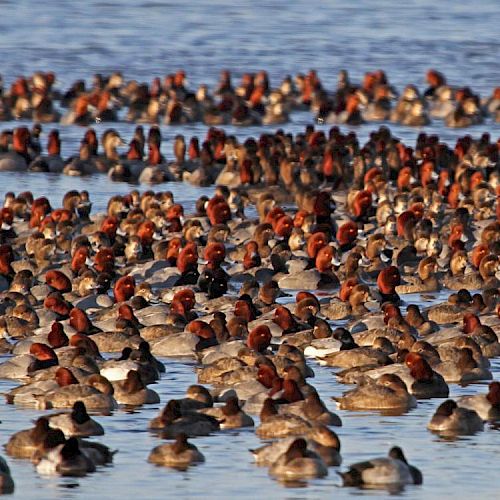 A large flock of ducks with reddish-brown heads and grayish bodies are gathered together on a water surface, creating a dense, colorful spectacle.