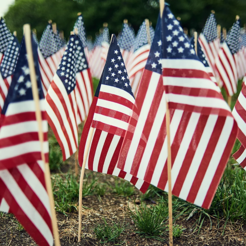 The image shows multiple American flags planted in the ground, likely part of a patriotic display or event, with green grass and trees in the background.