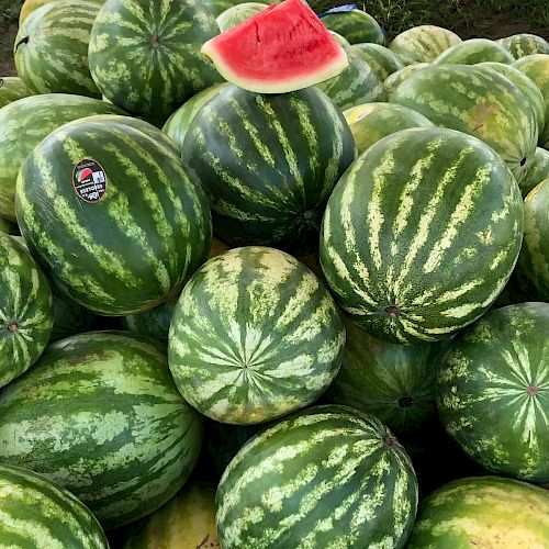A pile of whole watermelons with a slice of watermelon placed on top. There's a small sticker on one of the watermelons.