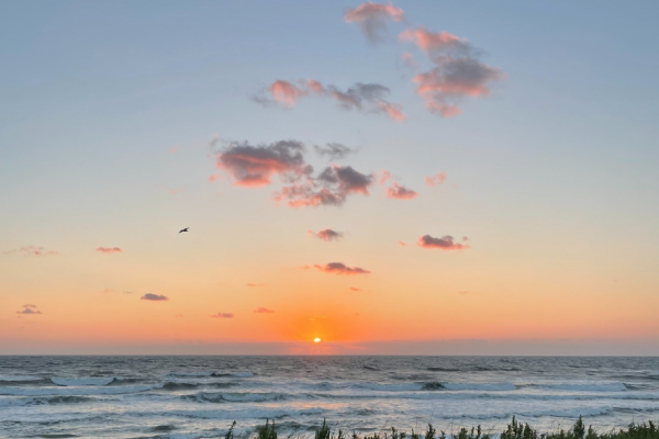 The image shows a beautiful sunset over the ocean with a few clouds in the sky and vegetation in the foreground, with a bird in flight.