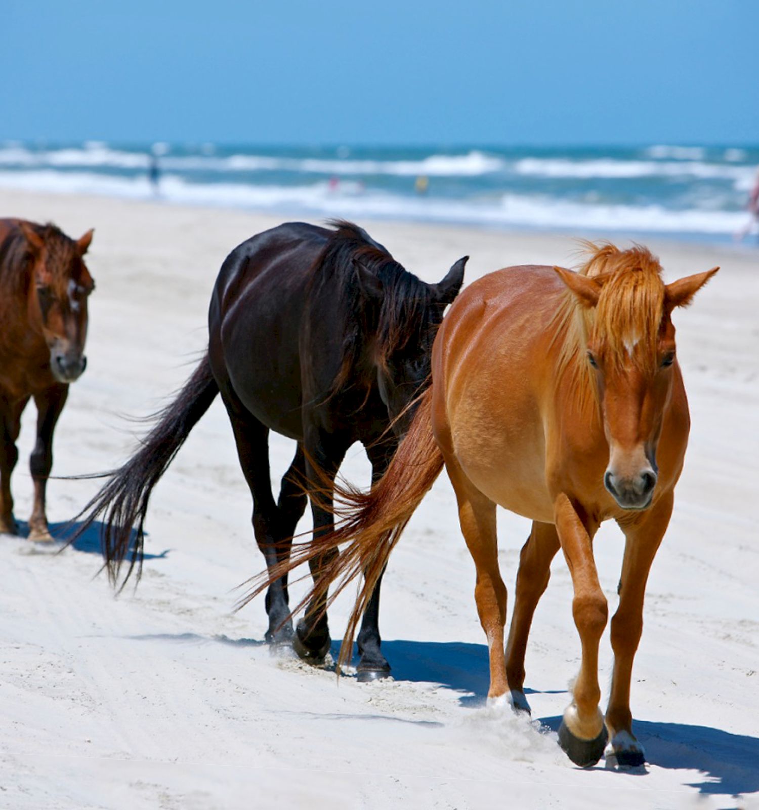 Three horses walking along a beach with the ocean in the background and people in the distance.