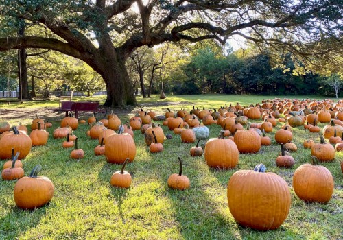 A large field filled with numerous pumpkins of various sizes under the shade of a sprawling tree, creating a picturesque autumn scene.