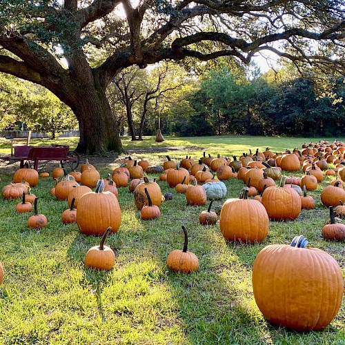 A large field filled with numerous pumpkins of various sizes under the shade of a sprawling tree, creating a picturesque autumn scene.