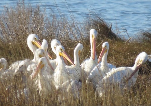 A group of white pelicans is standing among tall grass near a body of water, with their beaks slightly open.