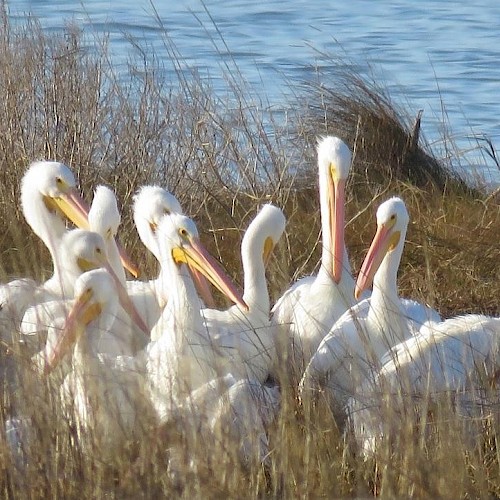 A group of white pelicans is standing among tall grass near a body of water, with their beaks slightly open.