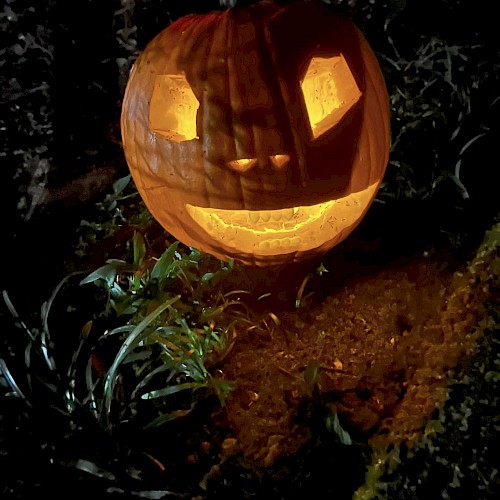 A carved pumpkin with a smiling face, illuminated from inside, placed on the ground among some plants in a dark outdoor setting.